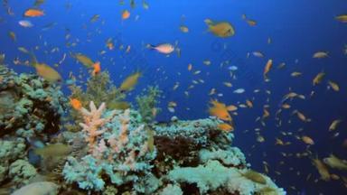 海底珊瑚礁海洋